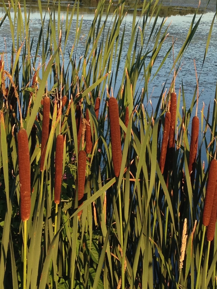 cattails, bulrushes, swamp